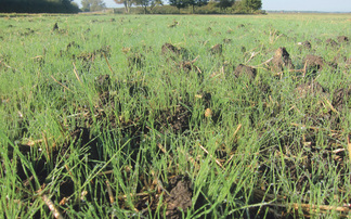 DNA could be the answer to black-grass success