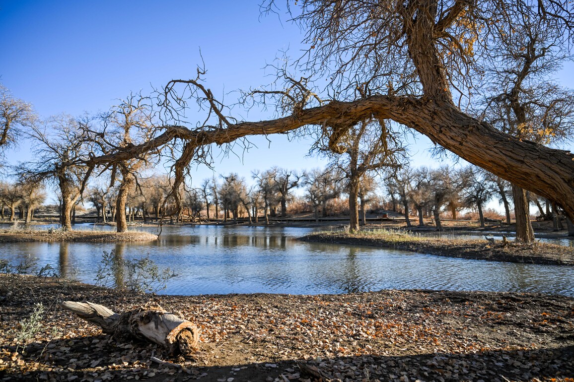 CHINA-INNER MONGOLIA-EJINA BANNER-POPULUS EUPHRATICA FOREST-SCENERY (CN)