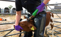 Does sedation during disbudding affect calf growth rates?