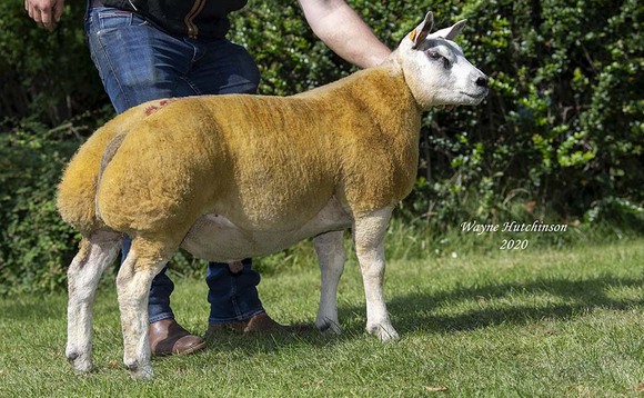 Beltex ram lamb sets new record of 45,000gns at Carlisle
