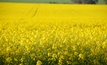  The GRDC has produced a new canola growing resource for low rainfall areas of WA. Picture Mark Saunders.