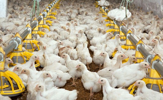 Results have seen a 17% increase in birds with full feather cover. Results have seen a 17% increase in birds with full feather cover.