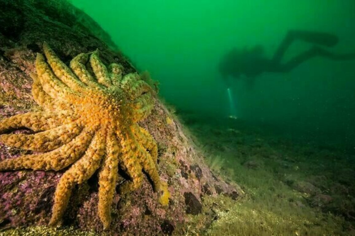 The bacteria killing sea stars in the Pacific: How our team uncovered a decade-long mystery