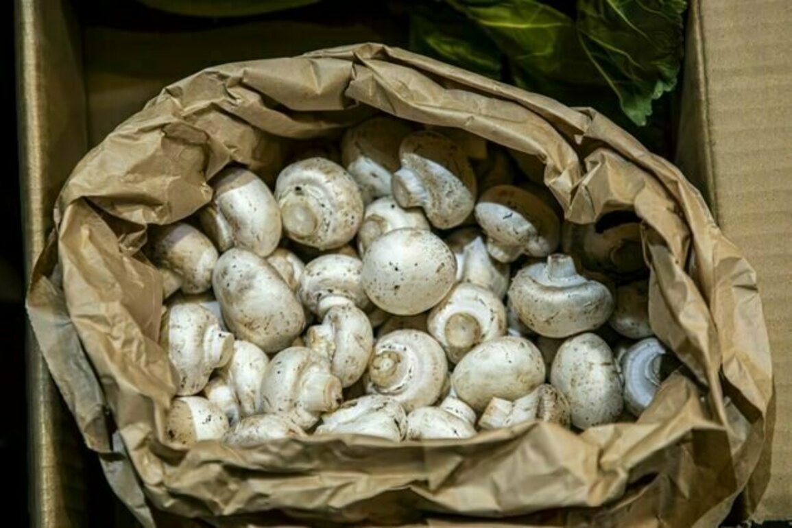Examining mushrooms under microscopes can help engineers design stronger materials
