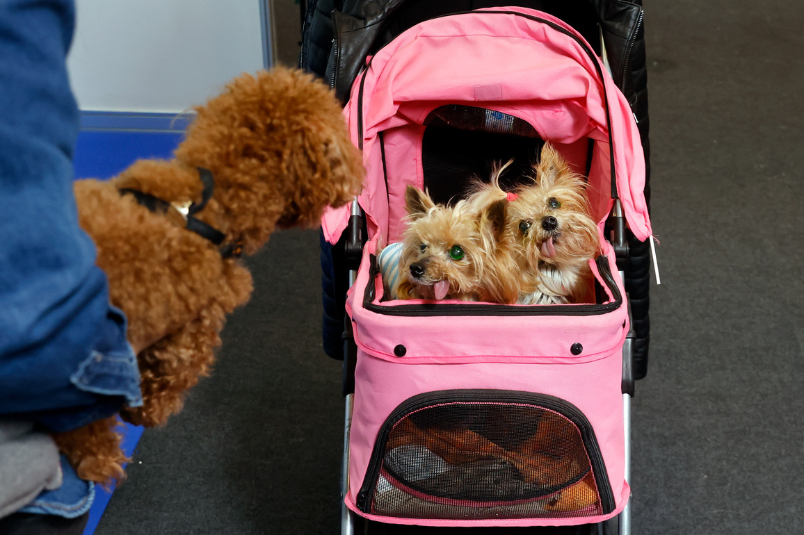 ROMANIA-BUCHAREST-PET SHOW