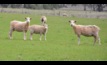 Agriculture Victoria is hosting sheep management webinars next week. Picture Mark Saunders.