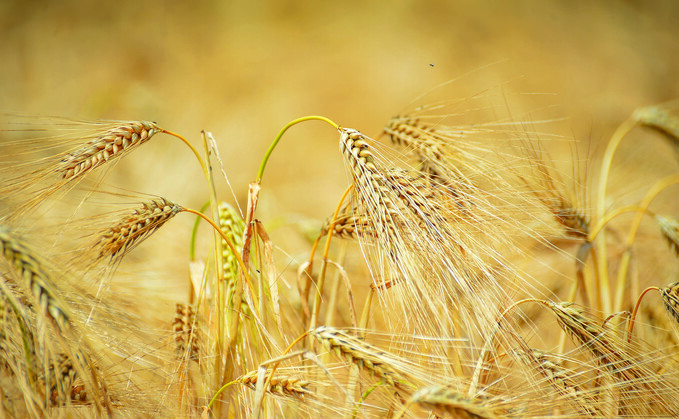 While disease remains low, stress is beginning to be the main concern for spring crops While disease remains low, stress is beginning to be the main concern for spring crops