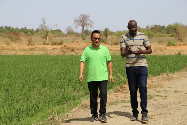 THE GAMBIA-CHINESE RICE PLANTING-TECH-AGRICULTURAL DEVELOPMENT