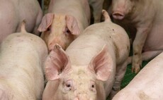 Coffey 'delighted' to see pigs on the 'T-Level menu' for farmers