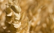 Major turnaround in WA wheat yield rankings