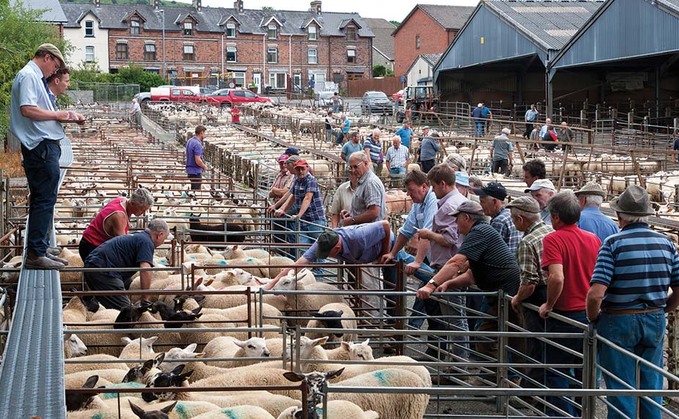Livestock sales to resume at Builth Wells auction mart under site's new ownership