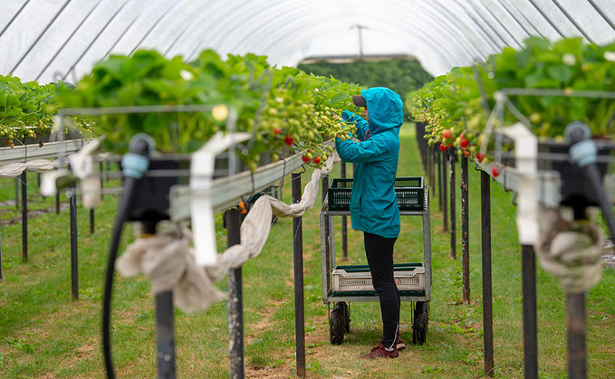 Defra Secretary at odds with Immigration Minister over future of SAWS