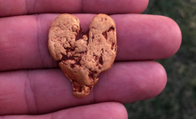  The Heart of the Pilbara nugget. Image courtesy Twitter.com/DavidLenigas.