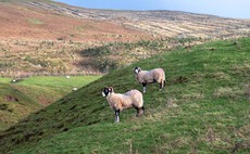 Livestock rustling fears remain despite claims drop