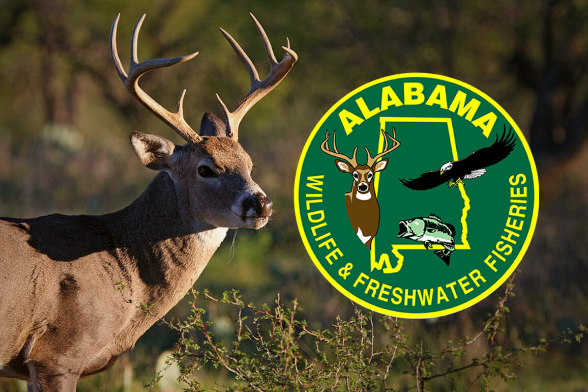 Who owns Alabama's deer&quest; Lawmakers, conservation officials clash over proposed bill