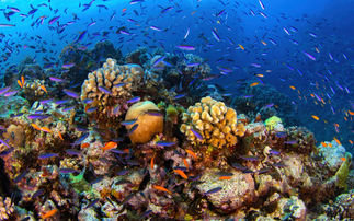 Why multi-asset solutions needn't lead to murky waters