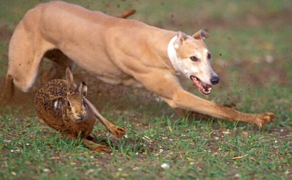 CLA update 'action plan' to combat hare coursing