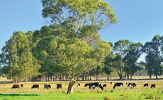 Australian dairy processors forced to publish milk contracts online