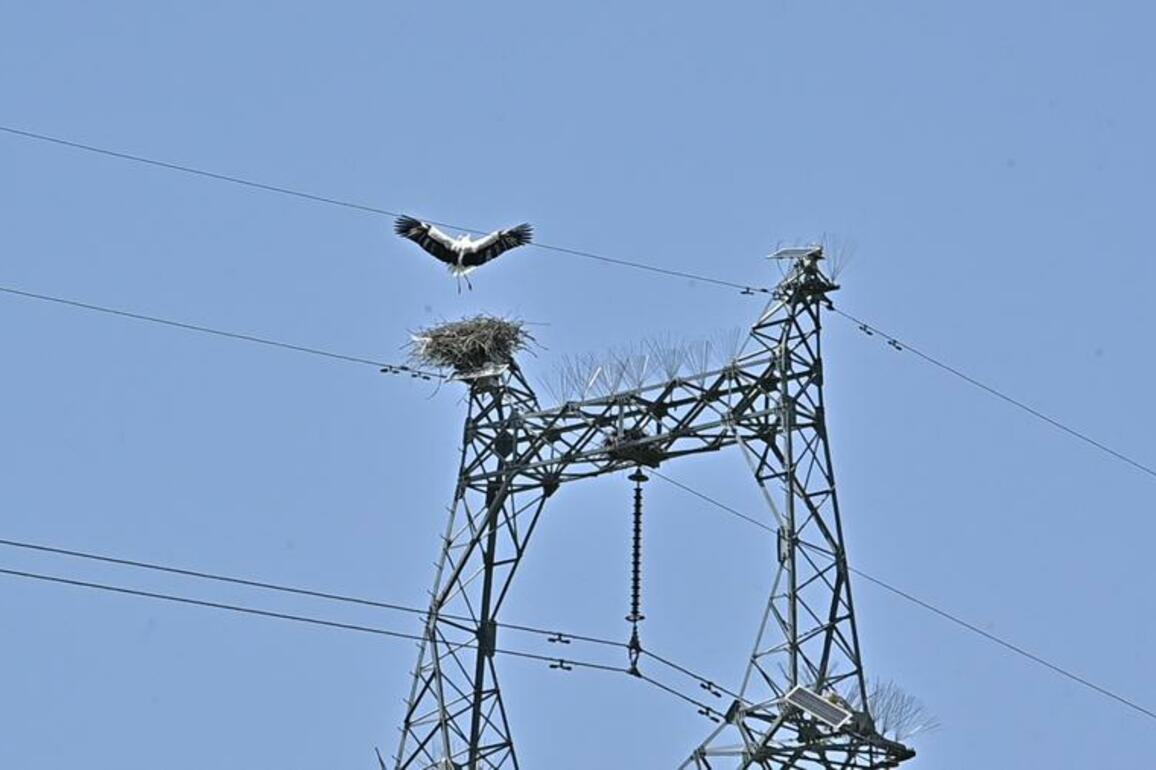 Rare stork nest spotted on transmission tower in China's Shanxi