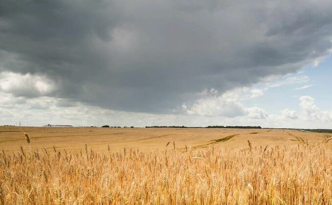 Fears over wheat quality as wet weather continues