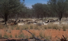 Goats can add value to mixed farming operations