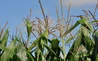 Fungal inoculant for maize boosts yield