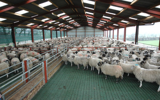 Could slatted flooring be considered in your sheep shed?