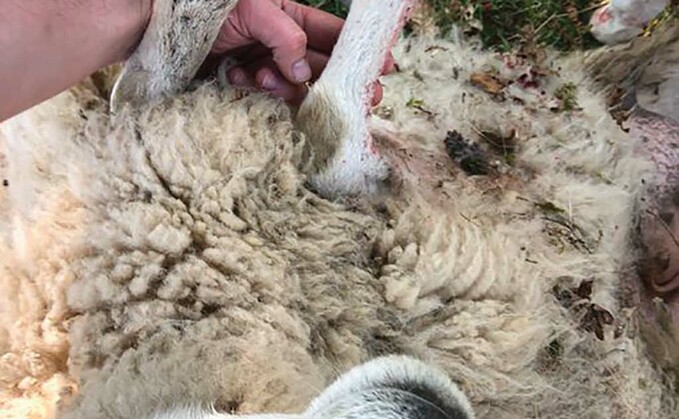 Sheep left severely injured after courier hit and run incident