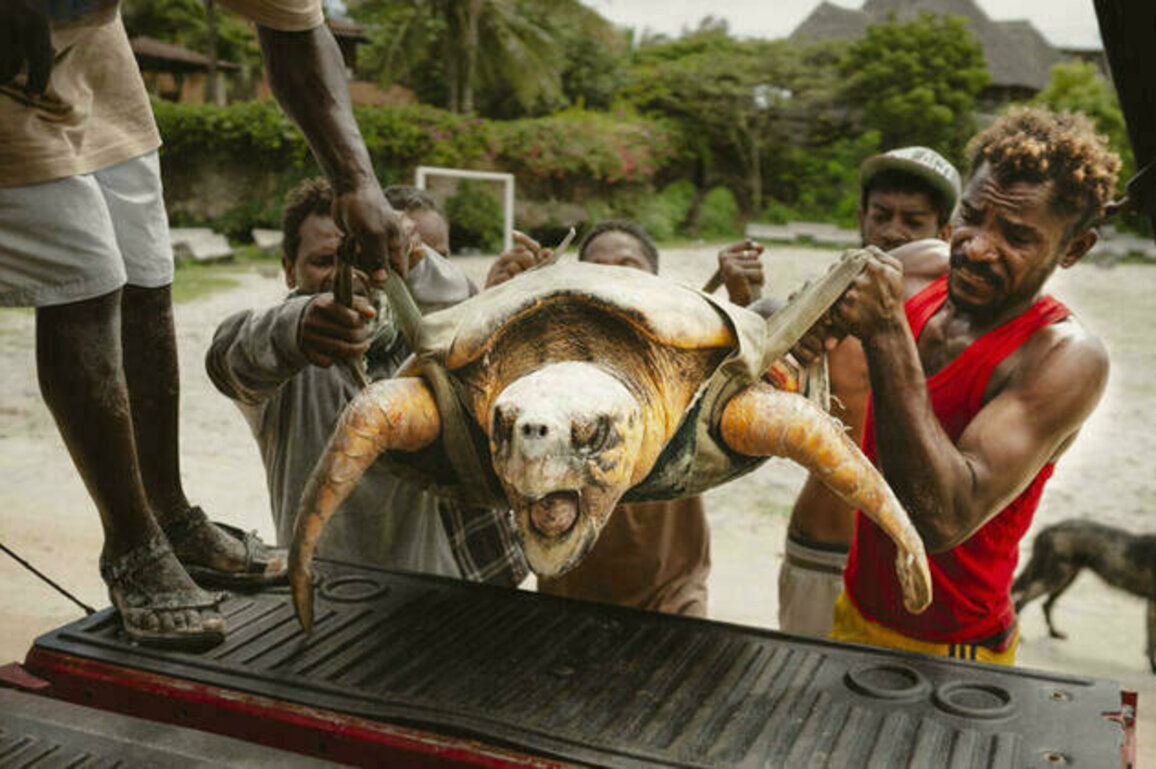 Kenya NGO saves turtles from nets, plastic and rising tides