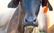 New research cuts livestock emissions