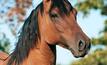 Hendra virus responsible for another horse death