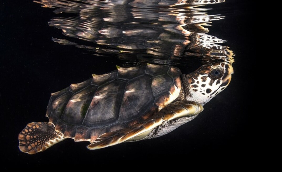 Turtle research going swimmingly thanks to Glencore