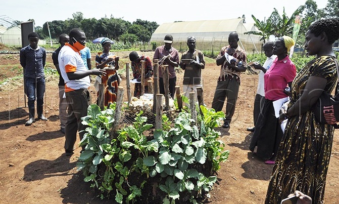 Farmers trained to growing vegetable using superior seeds varieties Farmers trained to growing vegetable using superior seeds varieties