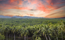 Defra to consult on long-awaited supply chain deforestation rules
