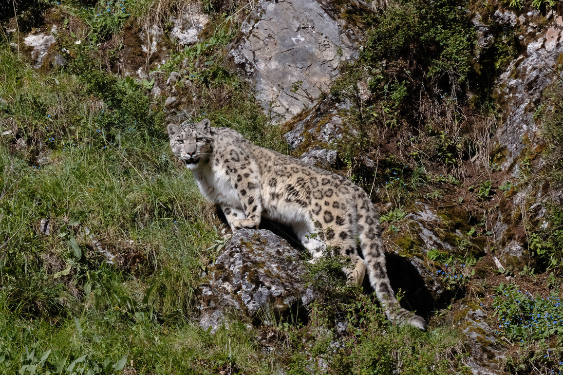 Chinese scientists propose human-wildlife conflict resolution strategy