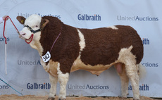 Stirling Bull Sales: Simmentals set new all-breeds centre record average
