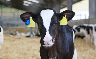 Future of Farming: Youngstock as the foundation of future productivity