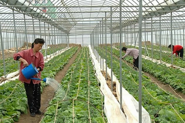 North Korea Arms State-Run Farms and Businesses to Prevent Theft