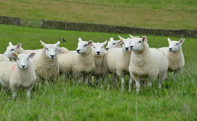 Ensuring ewe hoggs are at least 60% of mature ewe weight before tupping is critical, says Poppy Frater.