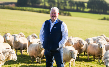 Sheep industry shows resilience in challenging times