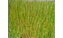 Trials in WA show a well established canola crop can reduce ryegrass seed set. 