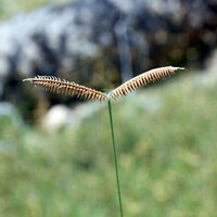 EPAA announces discovery of three new recorded plant species in UAE