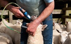 Farmers record low worm egg counts after dry spring