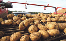 Highdry rot riskfor Scottish potatoes