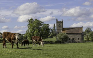 Poll: More than half of Church of England's tenant farmers adopting regenerative practices
