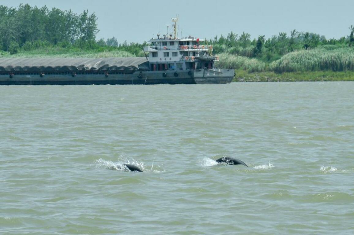 China's underwater tech guards porpoises worldwide