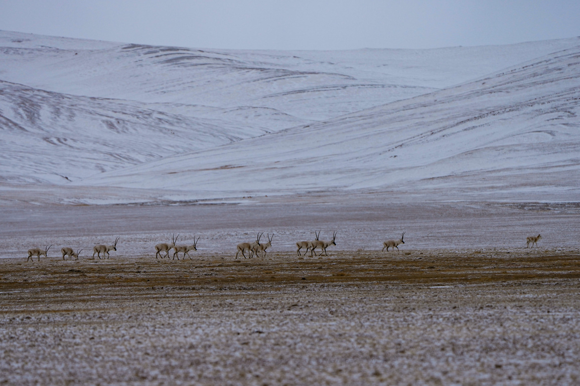 Xizang ramps up plateau ecosystem preservation