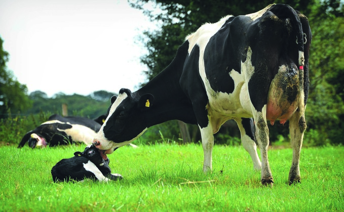 Is cow calf contact part of dairy's ethical future?