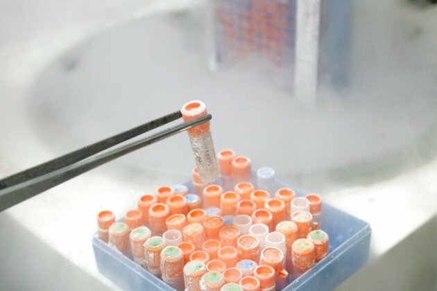 Scientists Create Mice With Cells From 2 Males for First Time