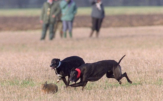 Seven men charged with hare coursing after dead animals found in vehicles 